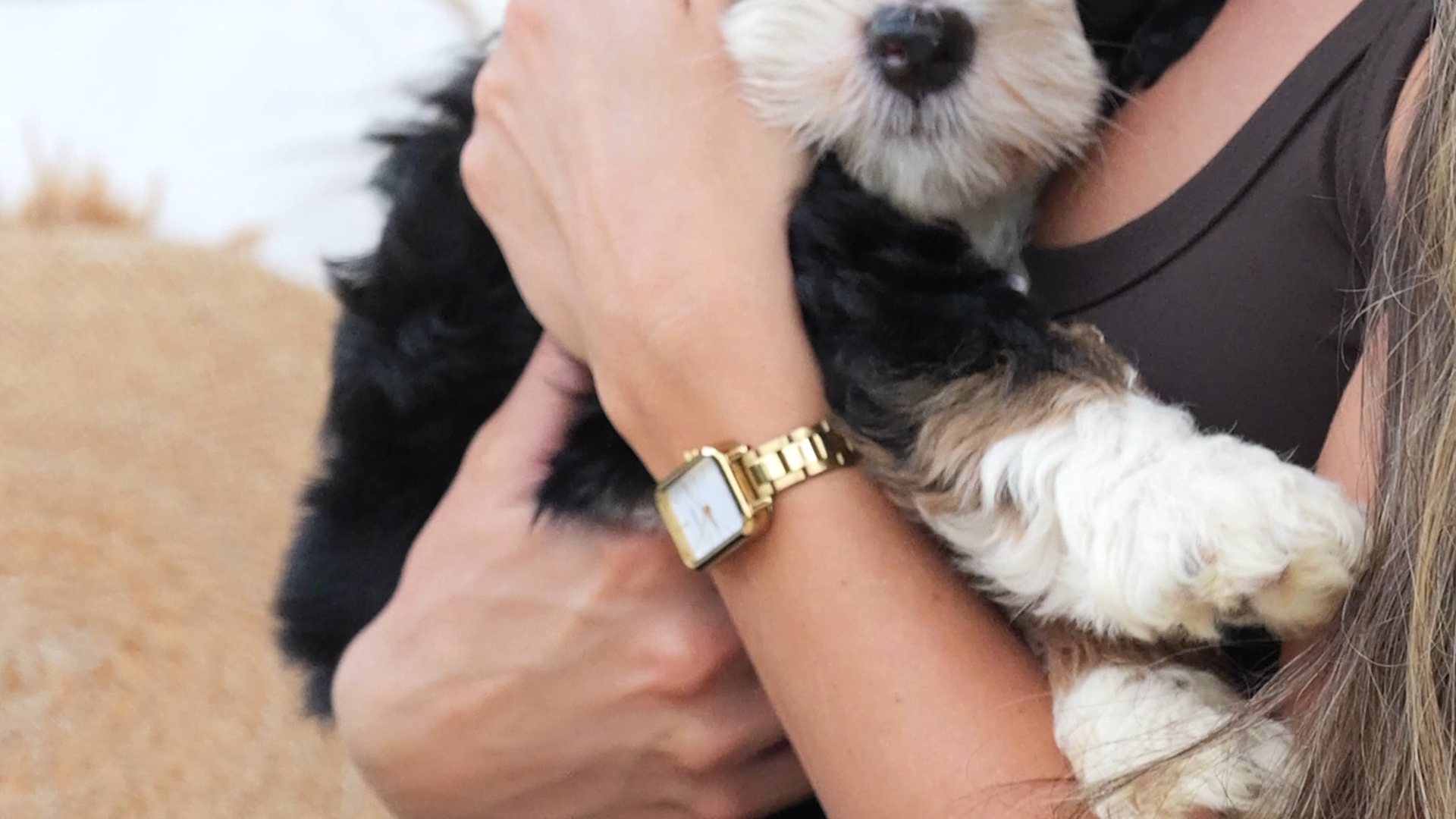 A woman holding a tri-colour Bernedoodle puppy close