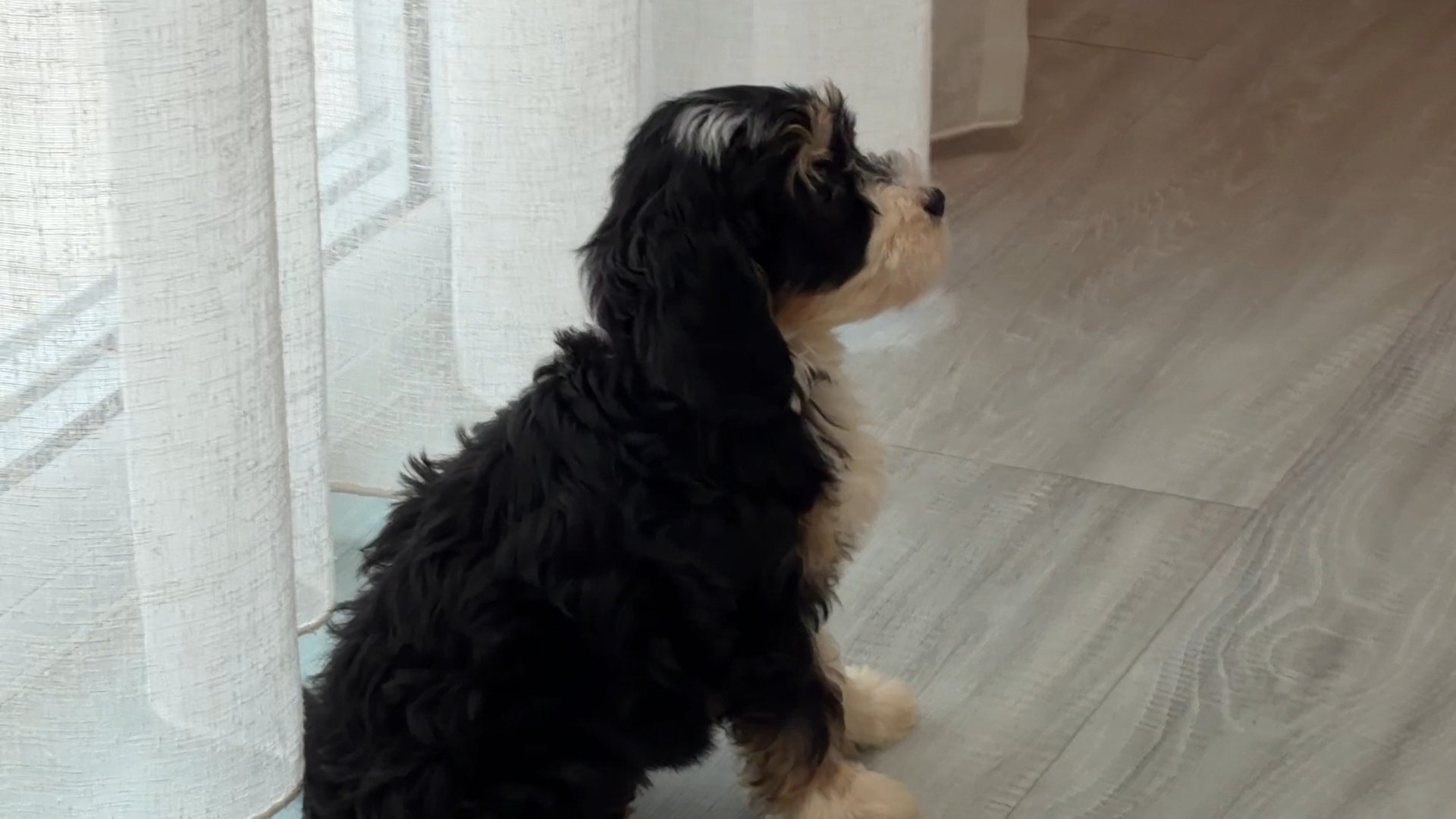 A Bernedoodle puppy sitting on the floor of a light-filled room beside sheer curtains