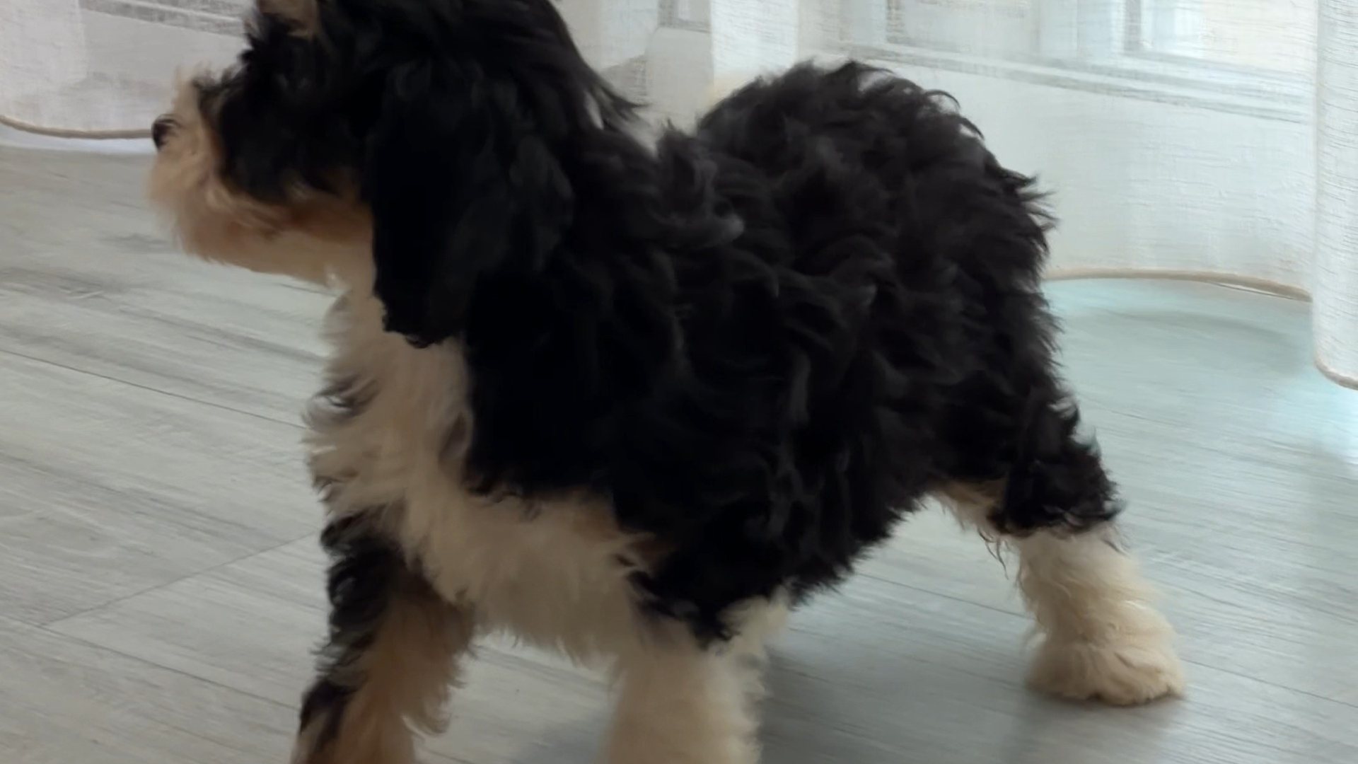 A Bernedoodle puppy standing on the floor of a light-filled living room