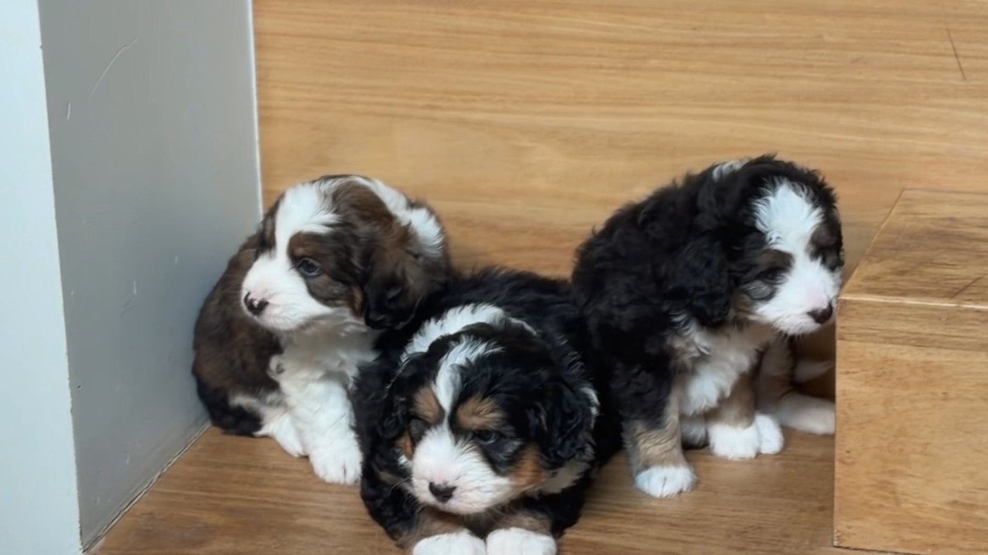 Three Bernedoodle puppies lying together on a timber step