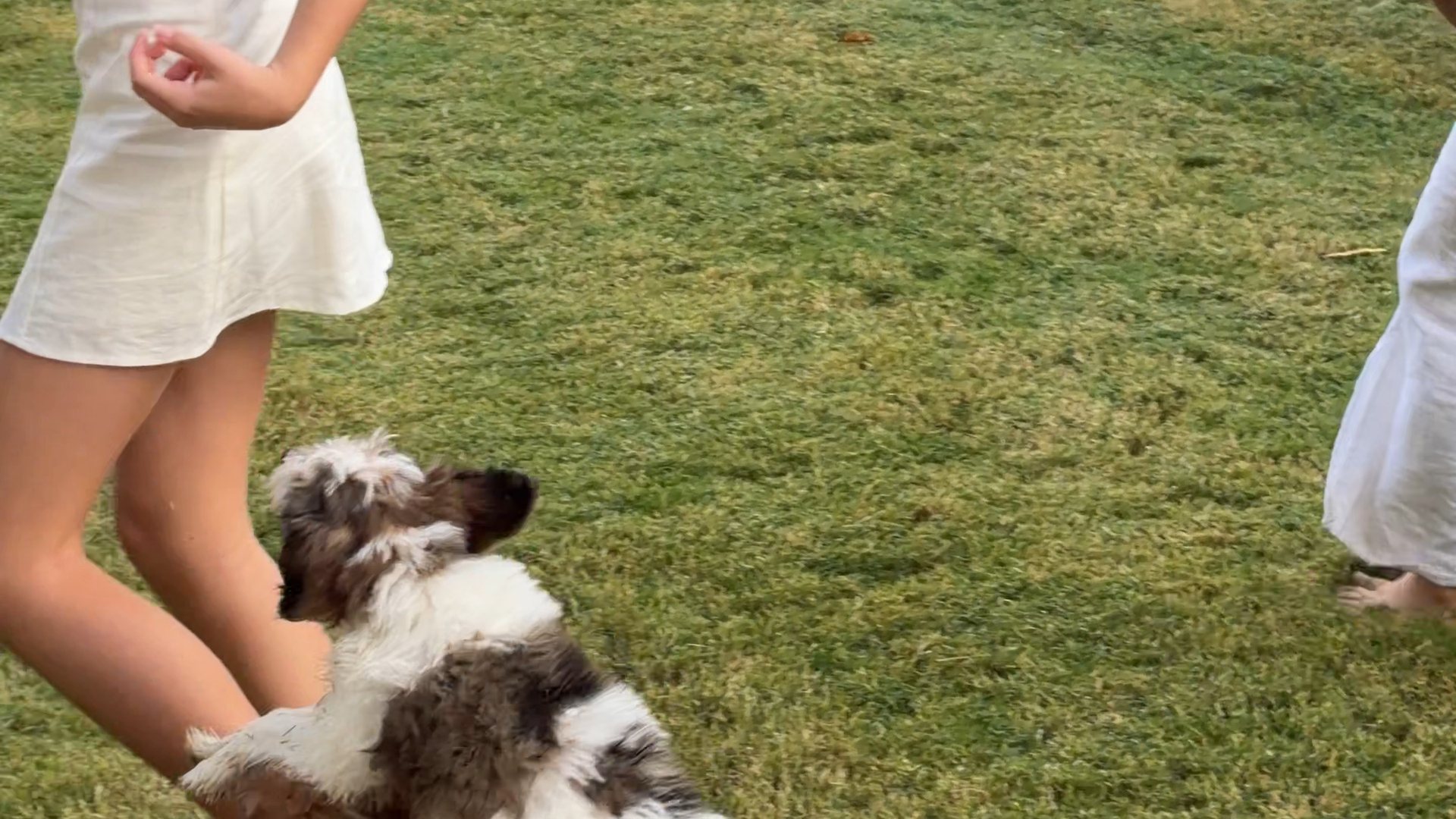 Bernedoodle puppies running across a lawn towards children
