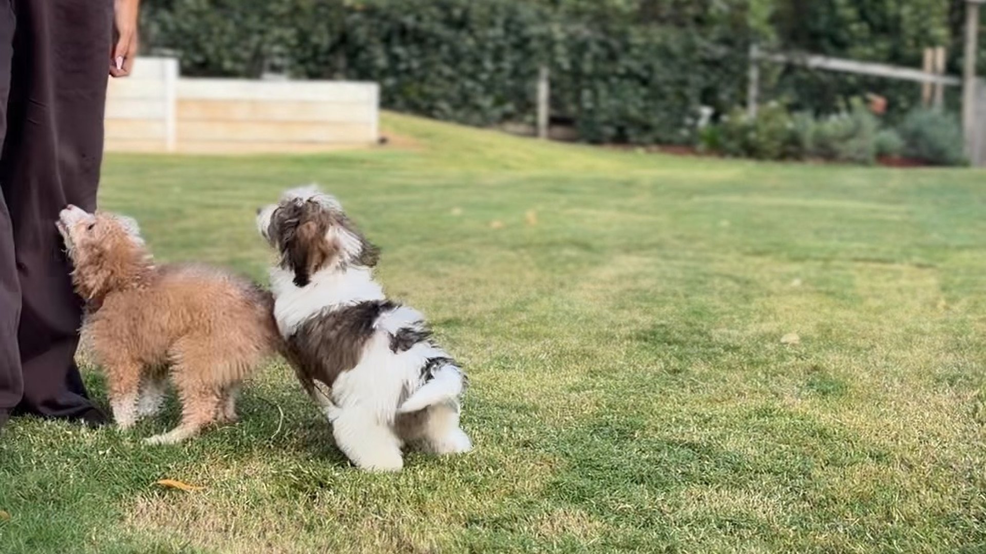 Two Bernedoodle puppies playing together on a lawn in the afternoon