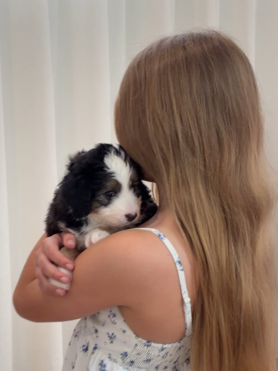 A Bernedoodle puppy resting over a shoulder indoors