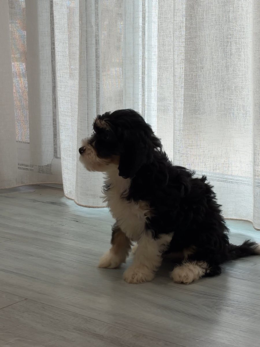 A Bernedoodle puppy standing on a timber floor indoors