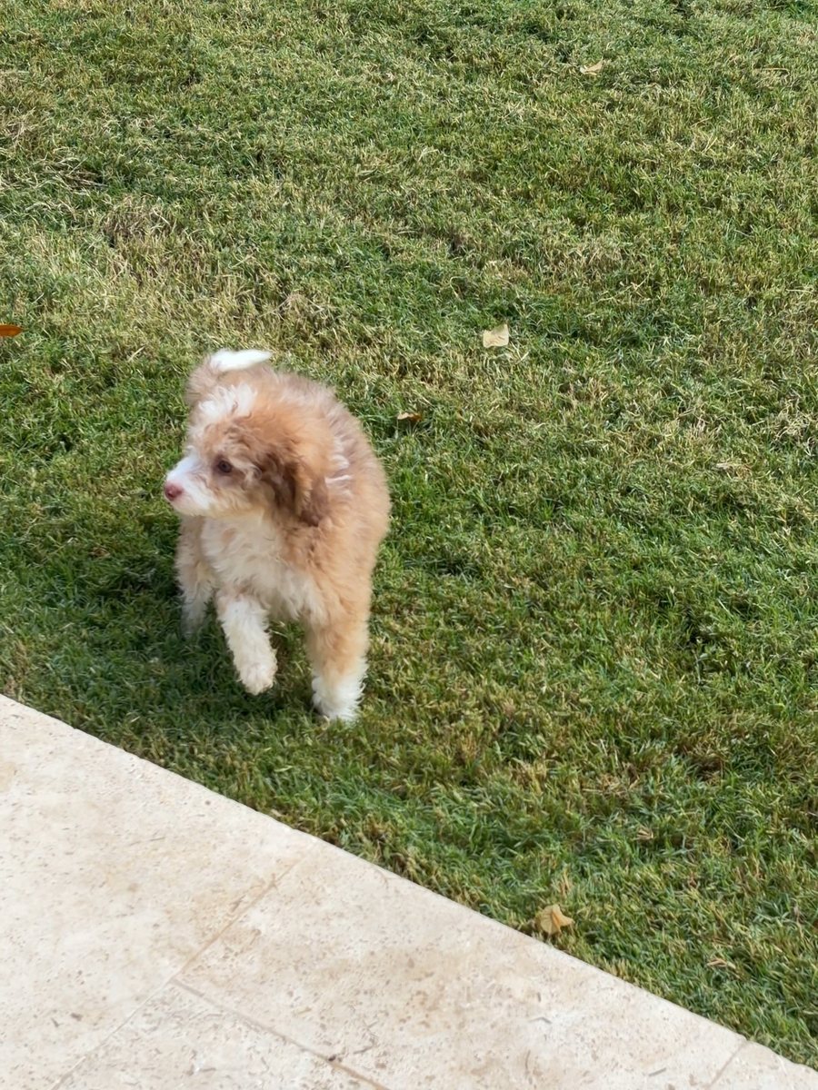 An apricot Bernedoodle puppy walking across a lawn