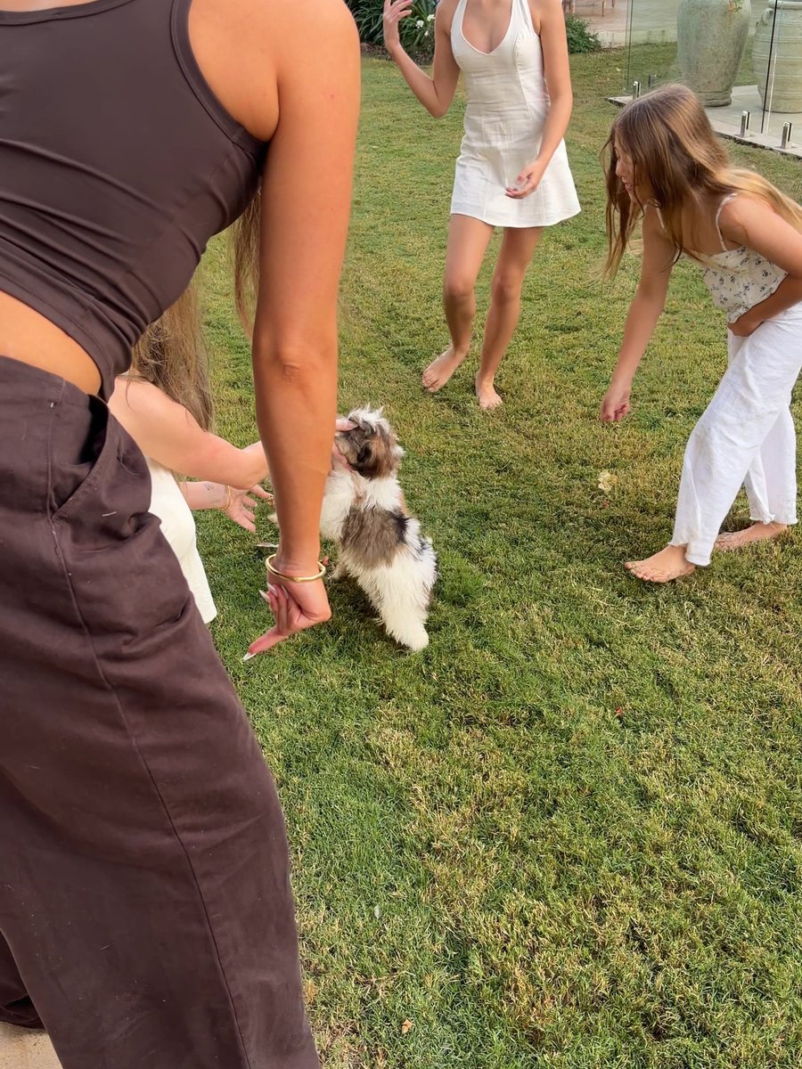 Children playing on the lawn with Bernedoodle puppies