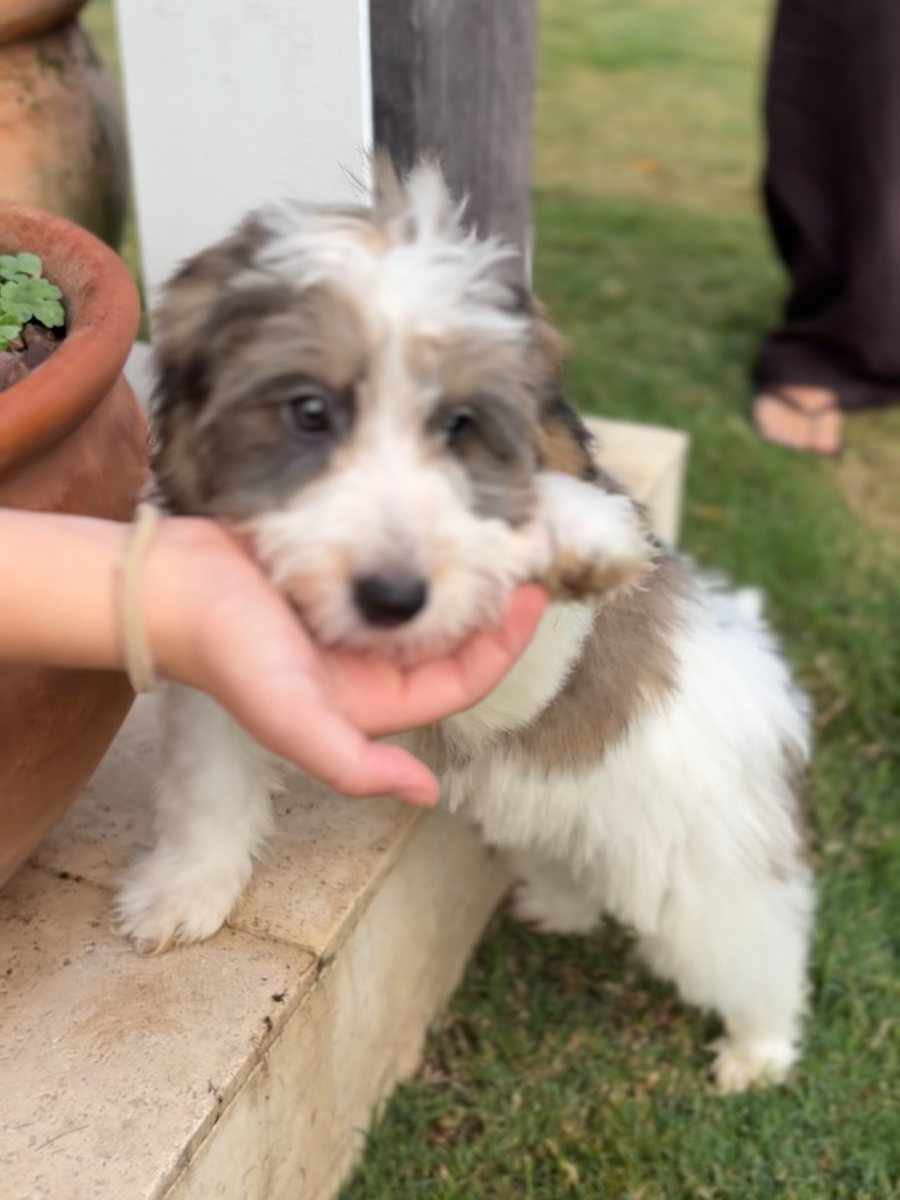 A merle Bernedoodle puppy being hand-fed in a garden
