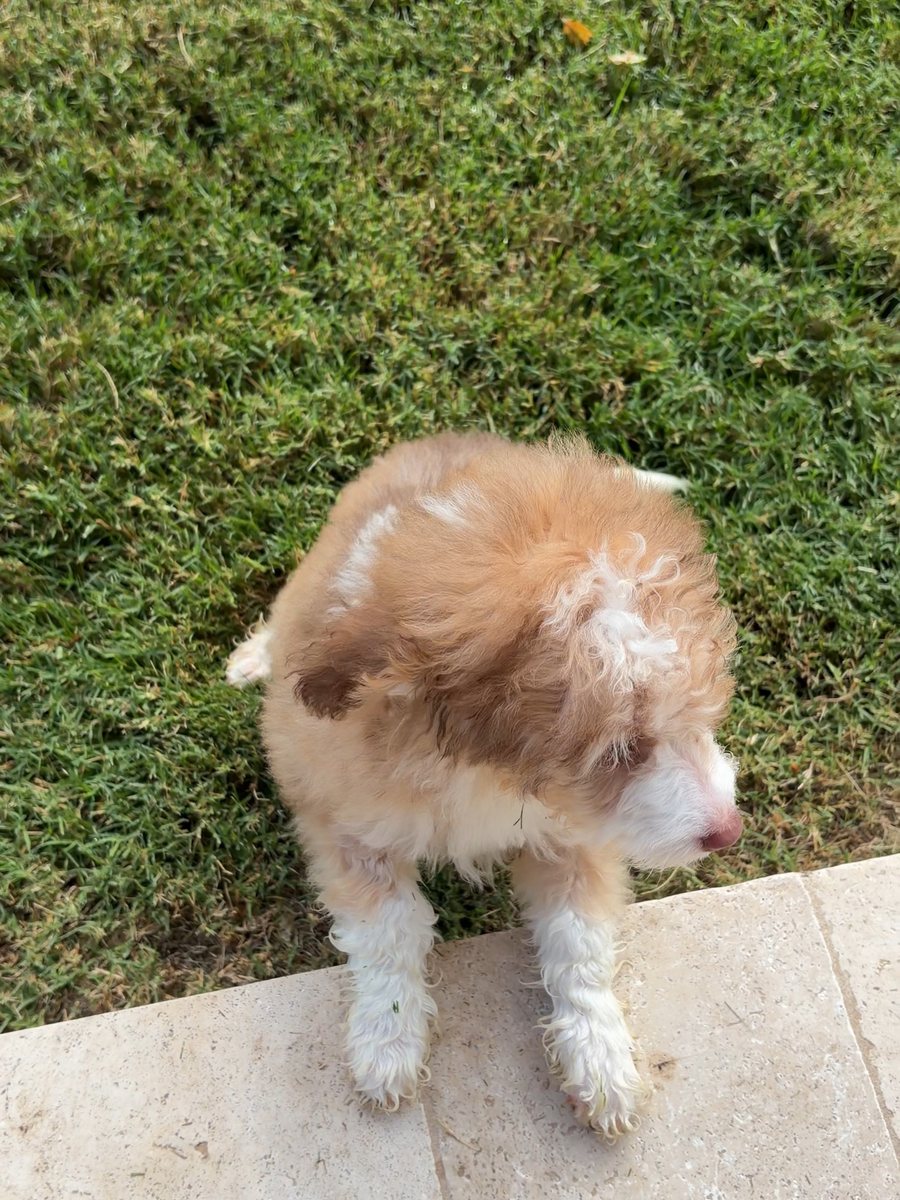 An apricot Bernedoodle puppy on pavers beside the lawn