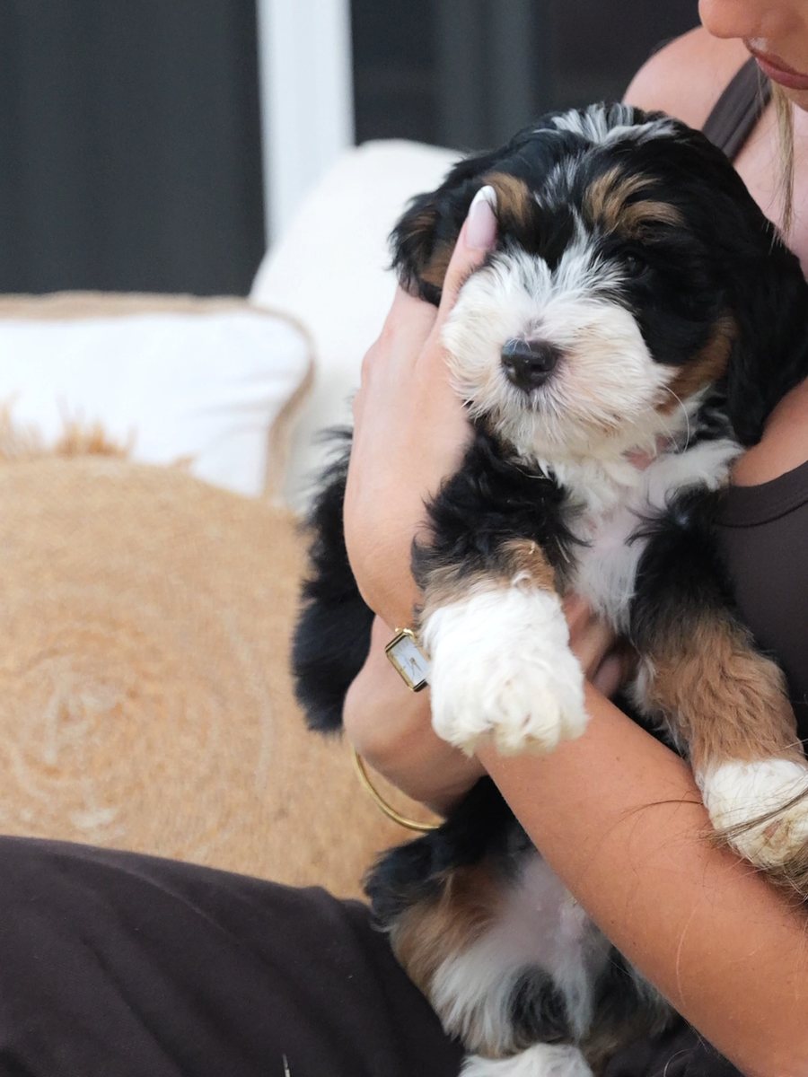 A woman holding a tri-colour Bernedoodle puppy up to her shoulder