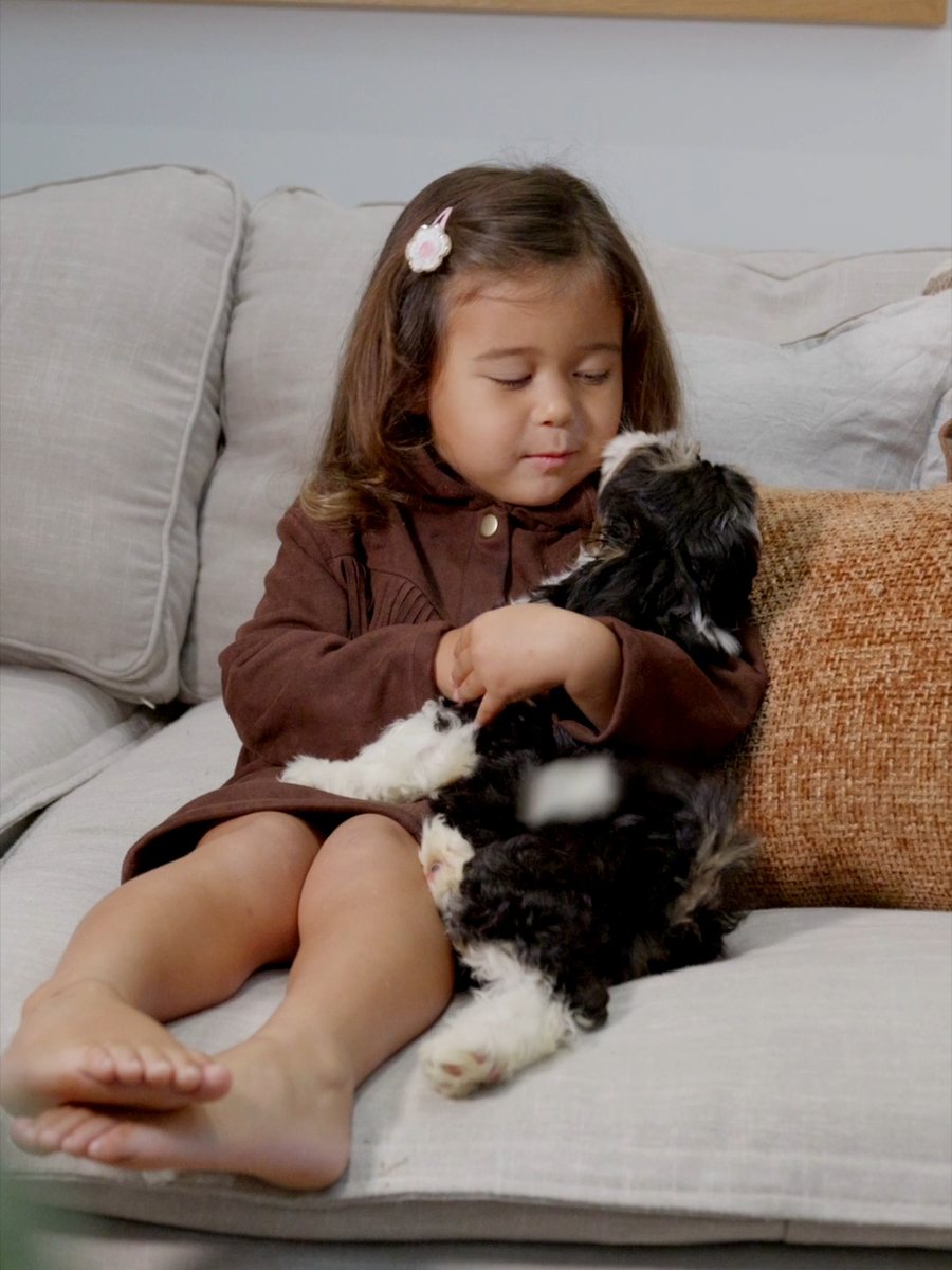 A young girl sitting on a couch with a Bernedoodle puppy on her lap