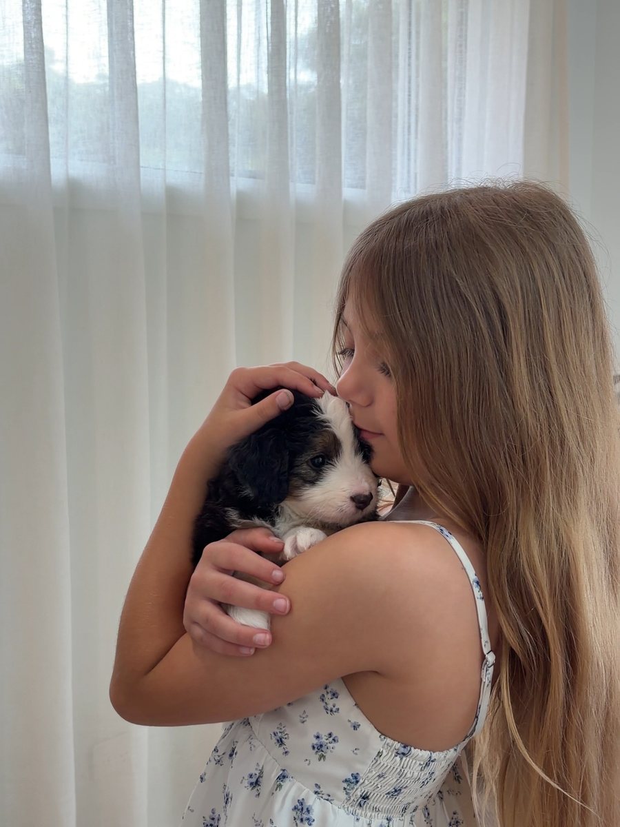 A girl holding a Bernedoodle puppy against her shoulder indoors