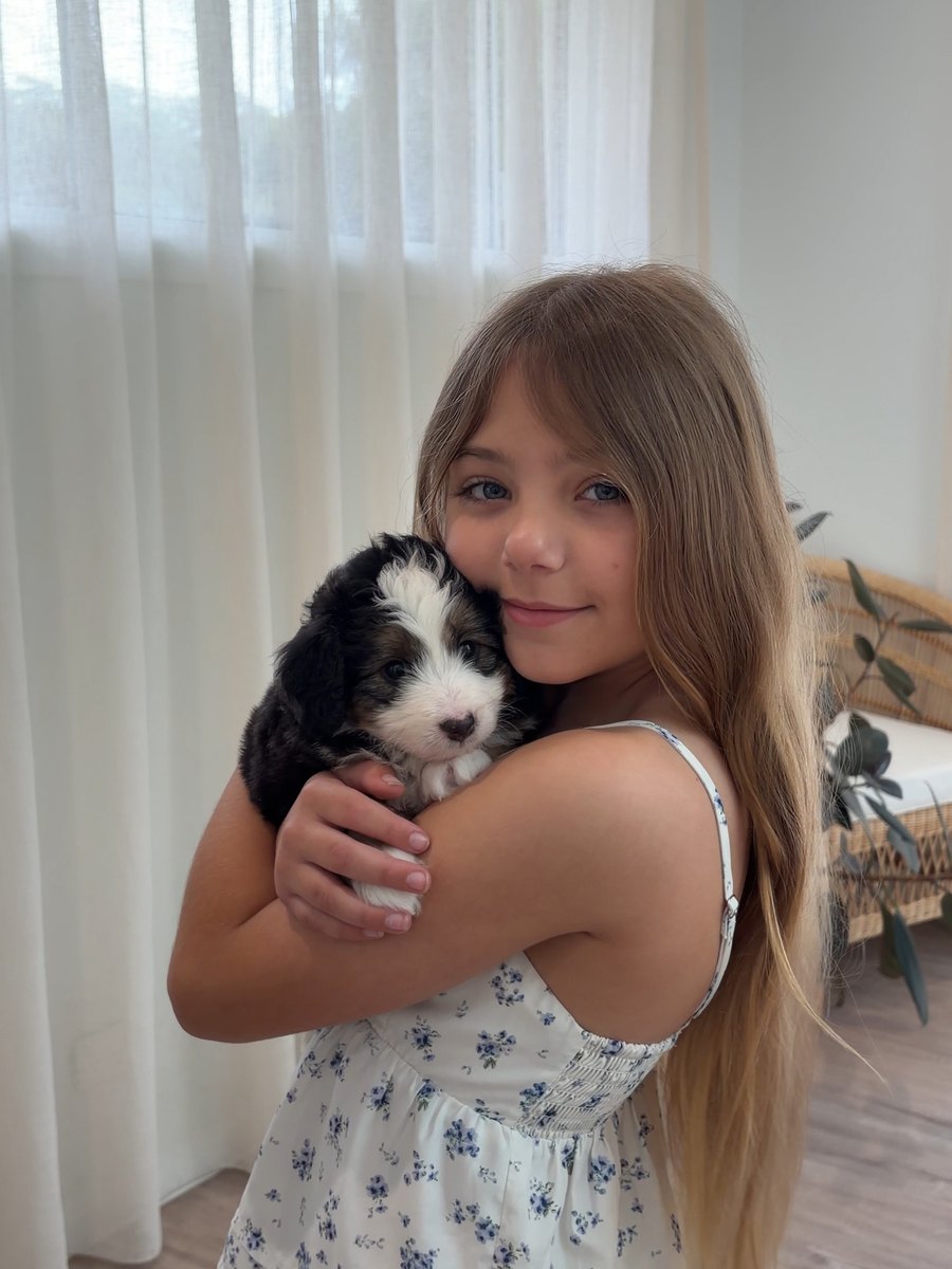 A girl in a floral dress holding a Bernedoodle puppy against her shoulder