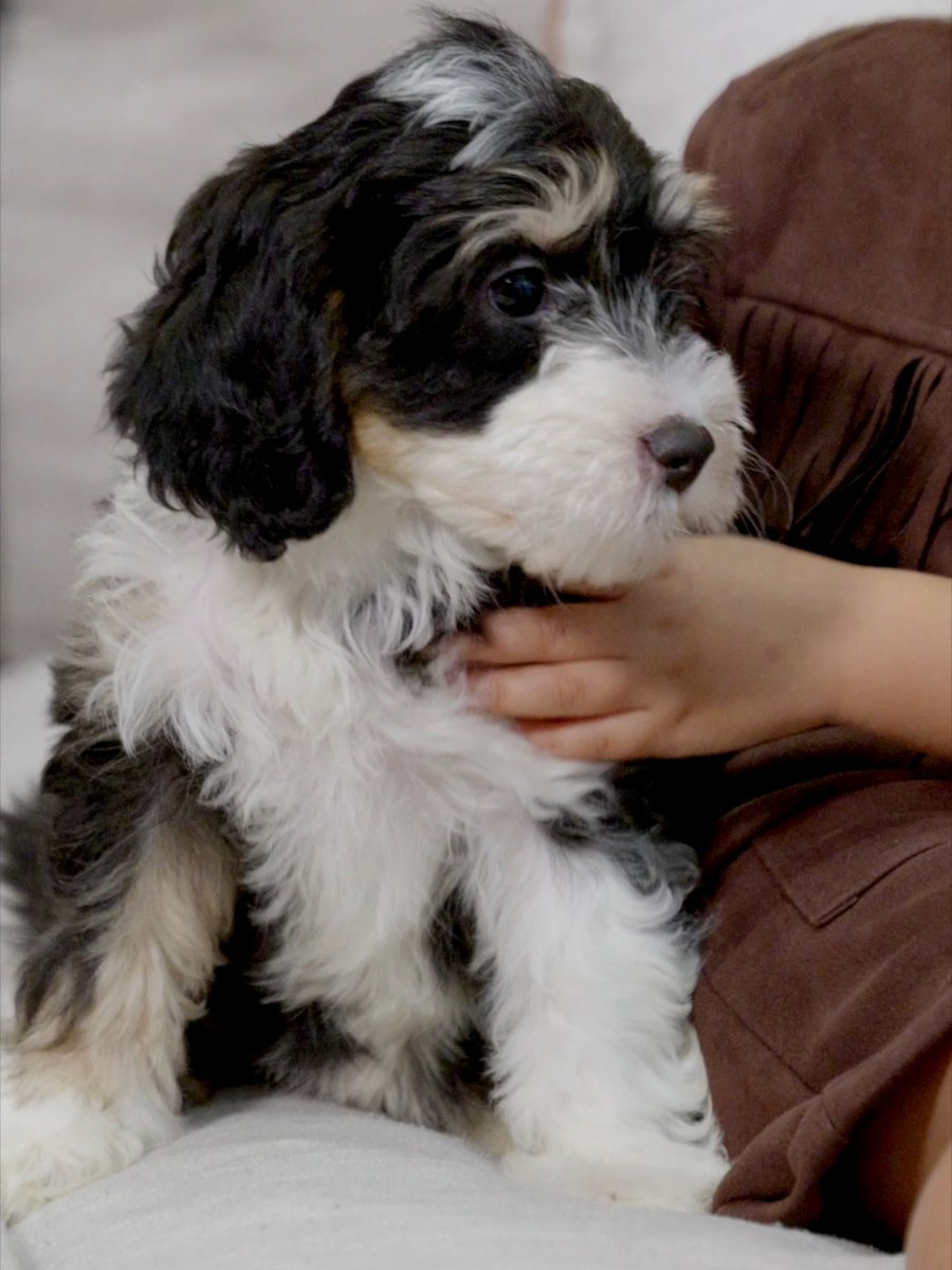 A young girl on a couch cuddling a black and white Bernedoodle puppy