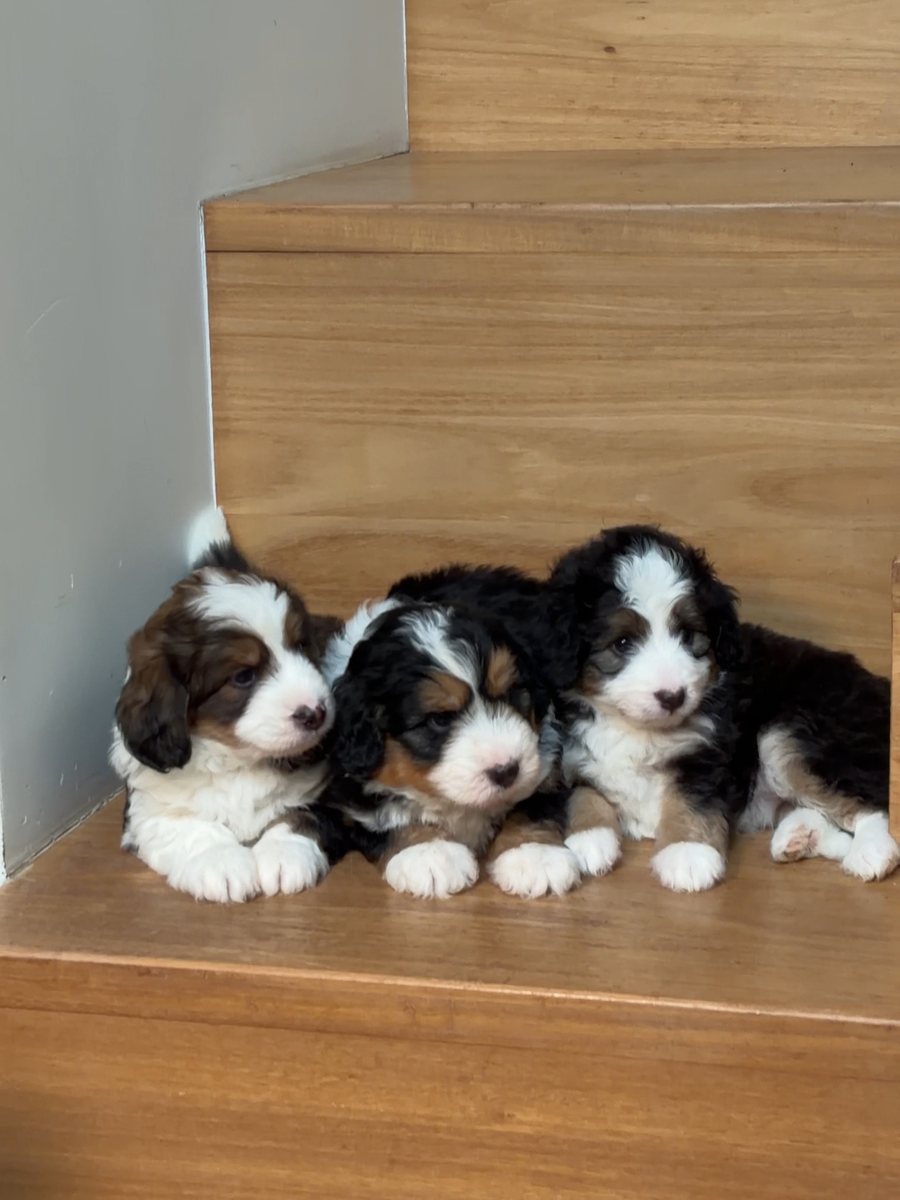 Three Bernedoodle puppies resting together on a timber stair