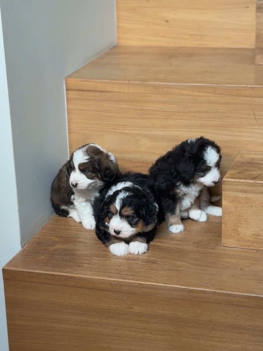 Three young Bernedoodle puppies curled up on a step