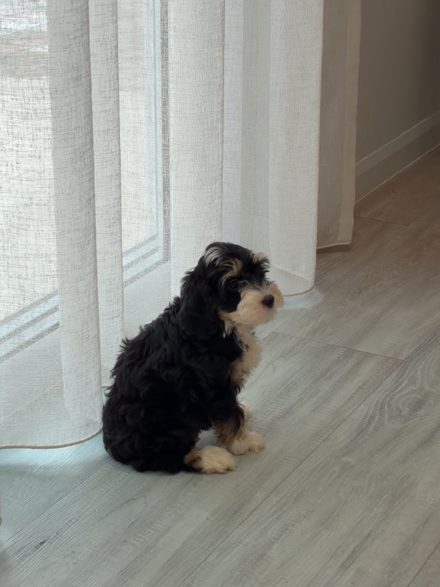 A tri-colour Bernedoodle puppy sitting in a sunlit room