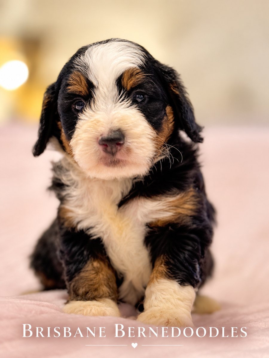 A tri-colour Bernedoodle puppy with a white blaze sitting on a pink blanket, looking at the camera