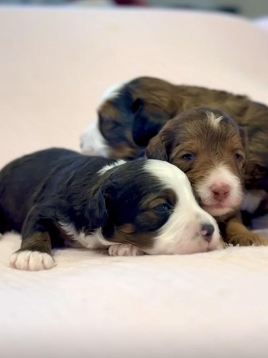 Three newborn Bernedoodle puppies lying together on a pale pink blanket, a black and white one in front and a chocolate and white one beside it