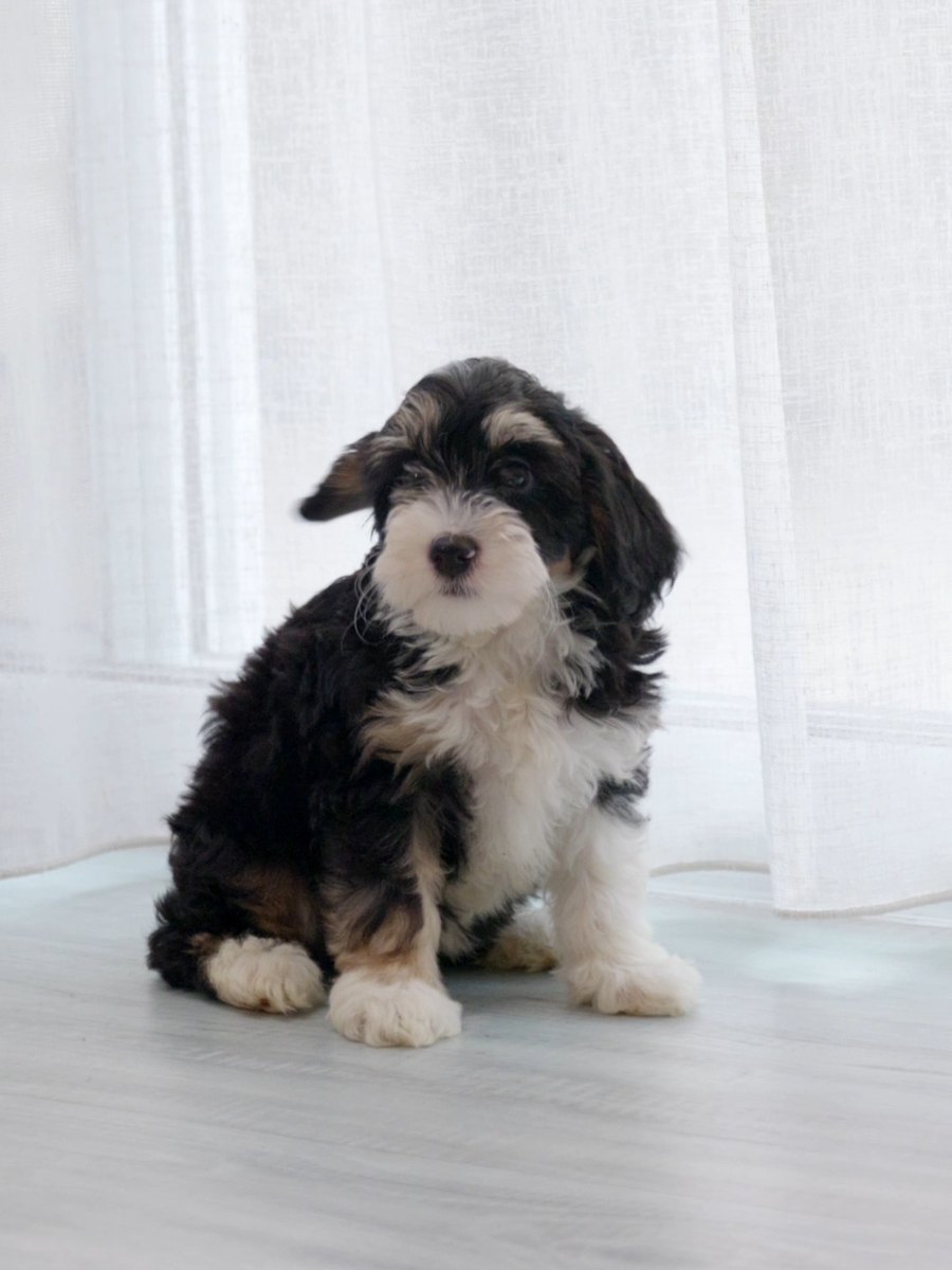 A tri-colour Bernedoodle puppy sitting on a floor indoors