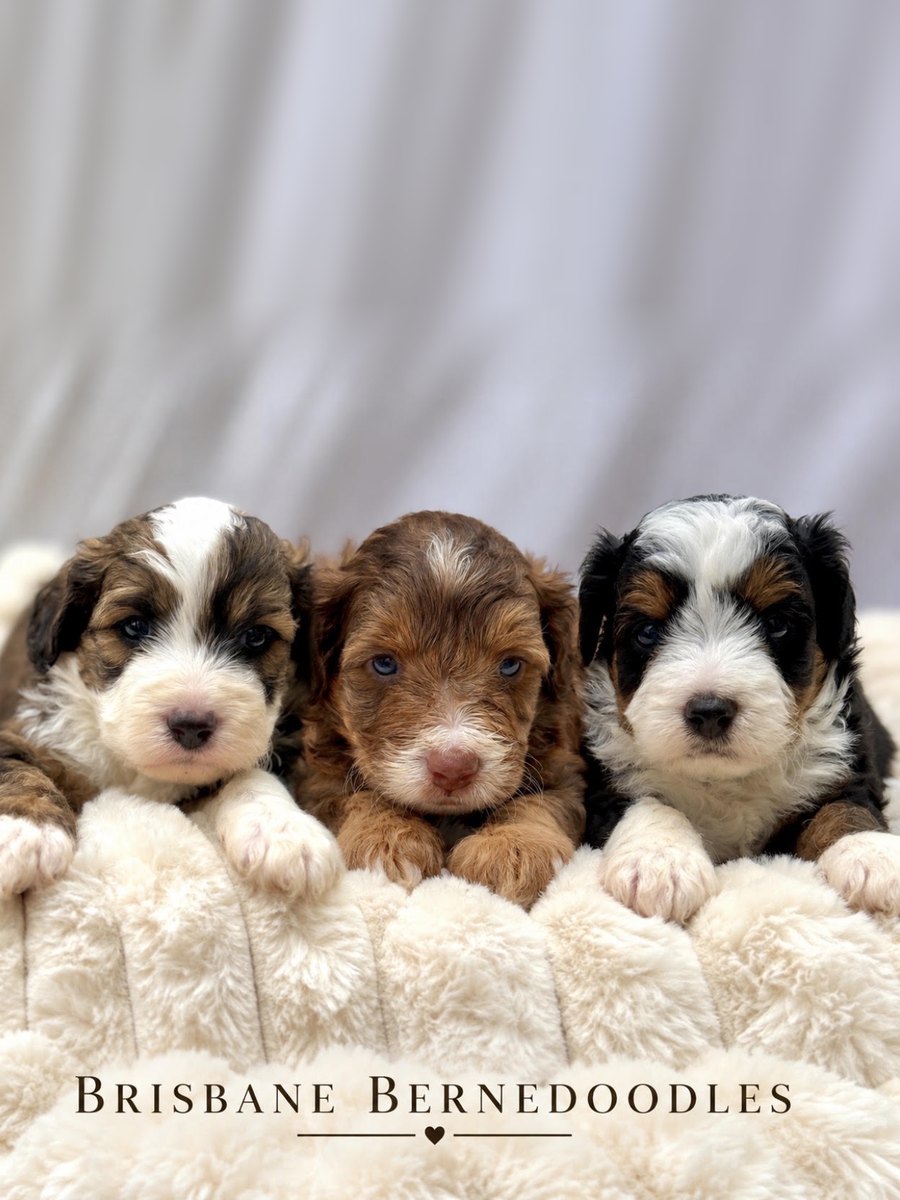 Three Bernedoodle puppies side by side with their front paws over a cream blanket: a sable and white one, a red and white one with blue eyes, and a black, white and tan one
