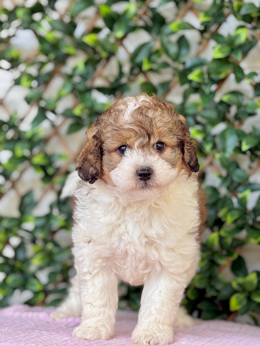 Arlo, an apricot and white Bernedoodle puppy standing on a pink blanket in front of a leafy trellis