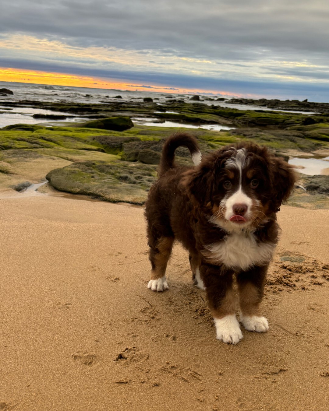 A young brown and white Bernedoodle standing on a beach at sunset, rock pools behind