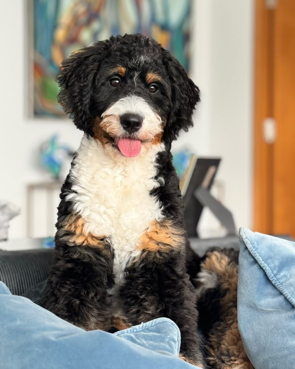 A tri-colour Bernedoodle puppy sitting upright on a couch, tongue out