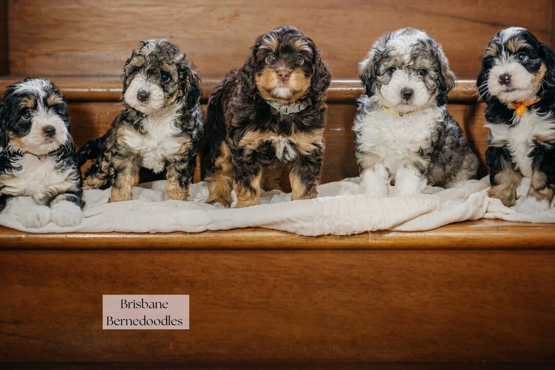 Five Bernedoodle puppies sitting in a row on a timber staircase in front of a Brisbane Bernedoodles sign